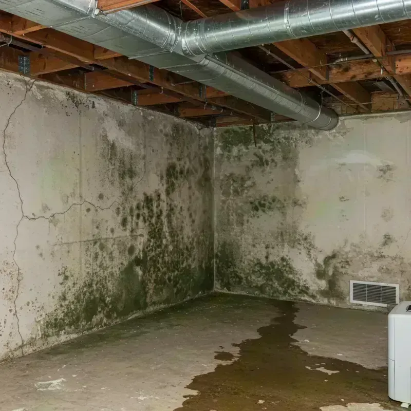 Professional Mold Removal in Lexington-Fayette, KY